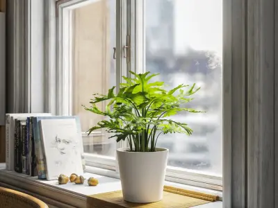  Philodendron Plant Potted Plant Model 