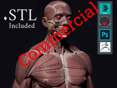 Human Anatomy Kit Commercial License Low-poly 3D model