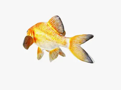 Goldfish Free 3D model