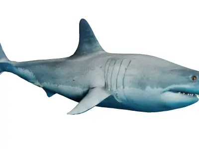 Megalodon great shark Low-poly 3D model