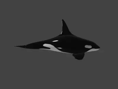 Killer Whale -Orca- rigged and ready for animating 3D Model Low-poly 3D model