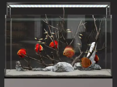 Aquarium discus fish 3D model