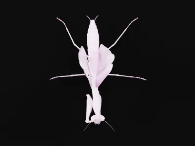Pink Orchid Mantis Insect Low-poly 3D model