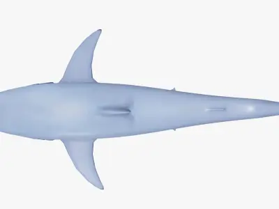 Cartoon Great White Shark Low-poly 3D model