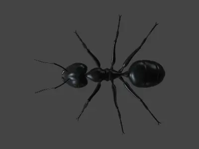 ANTS-001 Rigged Black Ant Low-poly 3D model