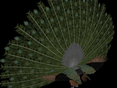 Peacock Rig Low-poly 3D model