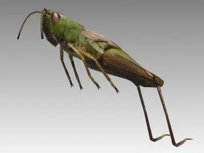 Grasshopper Animated Low-poly 3D model