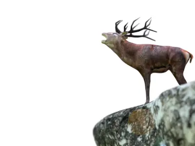 deer 3d 3D model