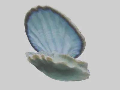 Giant Clam resting on reef model Low-poly 3D model