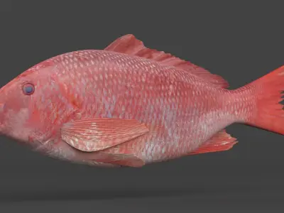 Red Snapper Fish 3D model