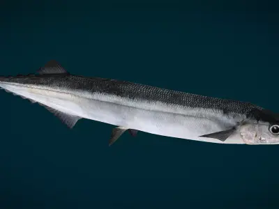 Pacific Saury Animated 3D model
