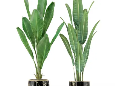 Plants collection 229 3D model