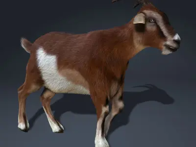 Goat (2) (ANIMATED) (FUR) 3D model