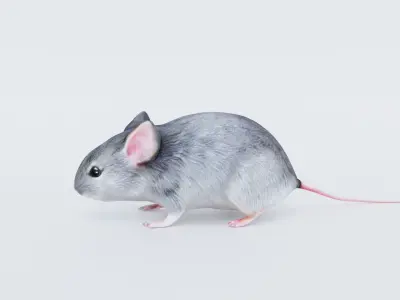 Mouse Free 3D model
