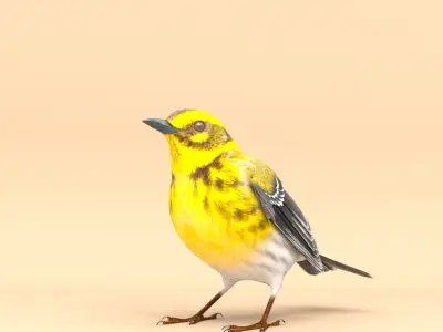3D Bird Pack Townsends Warbler Male and Female Low-poly 3D model