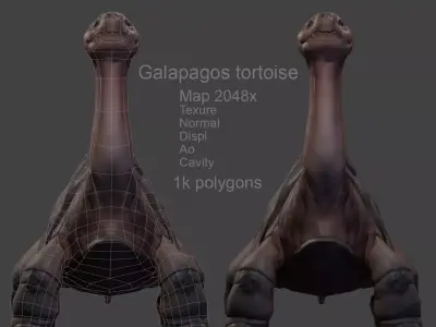 Galapagos Tortoise Low-poly model 3D model