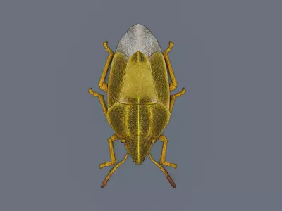 Stink bug Low-poly 3D model