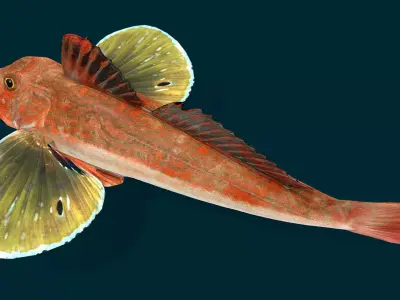 Spiny Red Gurnard Animated 3D model
