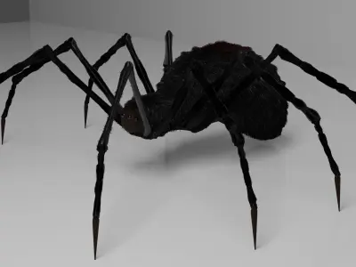 Spider high poly with long legs 3D model