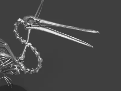 Silver Pelican Skeleton for Art Project 3D model