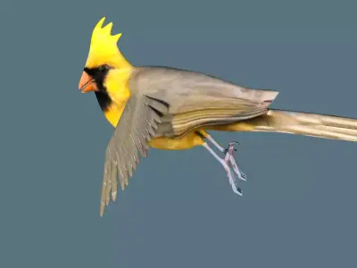 cardinal animated 3D model