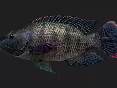 Cichlid Low-poly 3D model