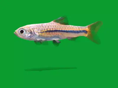 Blue Line Rasbora Fish Low-poly 3D model