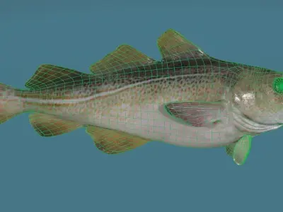 Cod Fish Low-poly 3D model