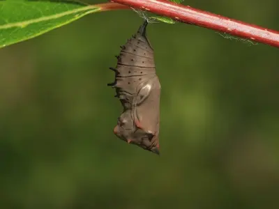 Chrysalis 4 moth on leaf Low-poly 3D model