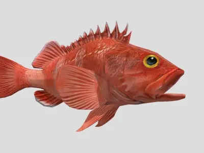 red rockfish Low-poly 3D model