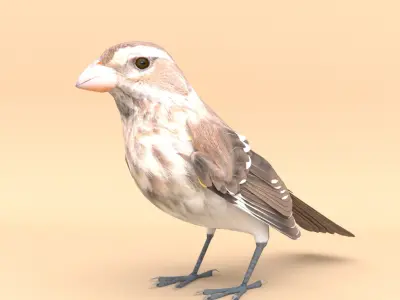 3D Bird Pack Rose-Breasted Grosbeak Male and Female Low-poly 3D model