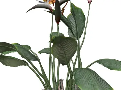 Bird of Paradise Flower - 06 - 3D model