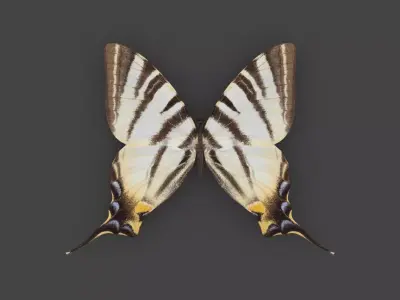 BFLY-003 Butterfly Low-poly 3D model