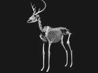  white-tailed deer skeleton 3D model