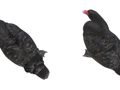 Black Swan 3D model