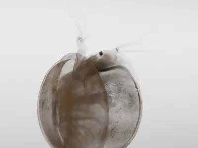 Lynceus Rigged 3D model