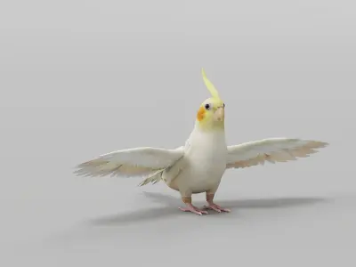 Cockatiel Parrot Bird 3D model