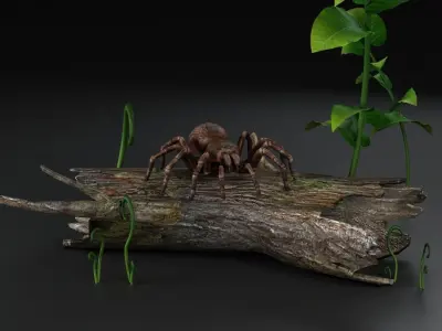 Spider black widow tarantula tarantula Insects 3D model