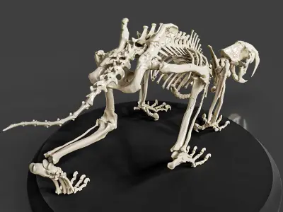 Realistic Sabretooth Skeleton 3D model