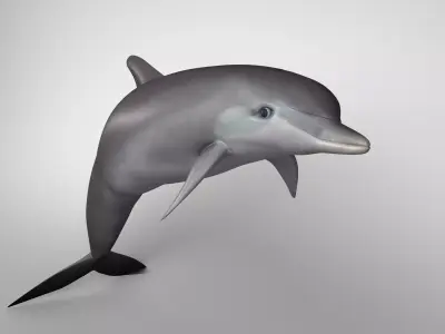 Dolphine dolphin 3D model