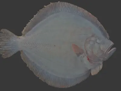 flounder fish Low-poly 3D model
