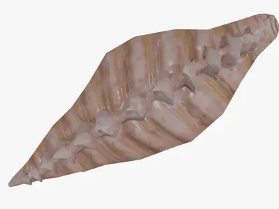 Sea Shell Low-poly 3D model