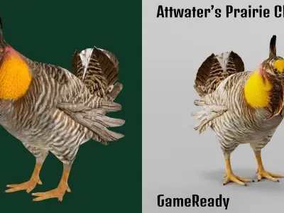 Attwaters Prairie Chicken Birds 3D model