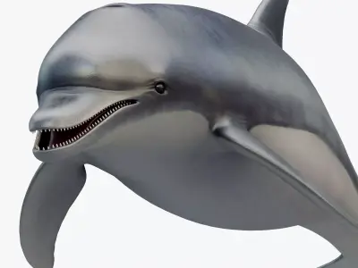 3D model Animated Dolphin Low-poly 3D model