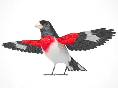 3D Bird Pack Rose-Breasted Grosbeak Male and Female Low-poly 3D model