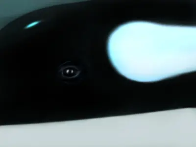 Killer whale 3D model