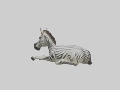 Lying Zebra Model 1 Low-poly 3D model