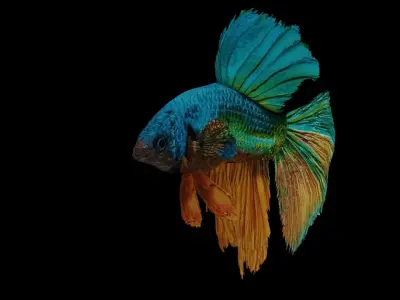 betta splendens Low-poly 3D model