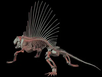 Dimetrodon Skeleton 3D model