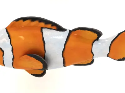  Clown Fish 3D model